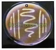 Potash Mobilizing Bacteria