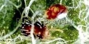 Verticillium Lecanii