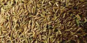 Cumin Seeds 06