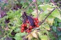 Gloriosa Superba Seeds