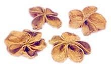 Exotic Dried Flowers