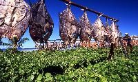 Dried Fish