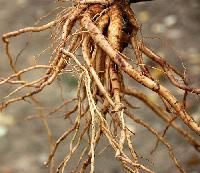 Ashwagandha Roots
