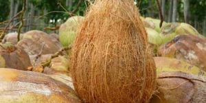 Semi Husked Coconuts