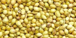 Coriander Seeds