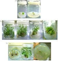 Plant Tissue Culture