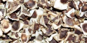 Moringa Seed