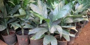 Indoor Foliage Plants - (03)
