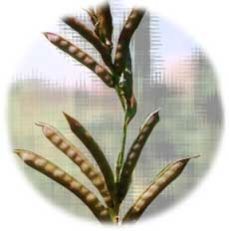 Guar Gum