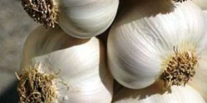Garlic