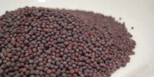 Black Mustard Seeds