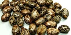 Castor Seeds