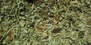 Senna Leaves