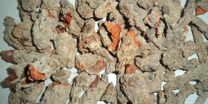 Mother Turmeric