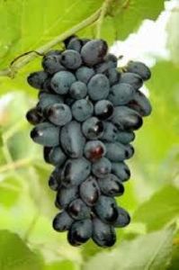 Fresh Table Grapes