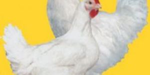 Broiler Feeds