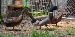 Duck Feeds