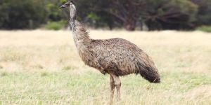 Emu Feeds