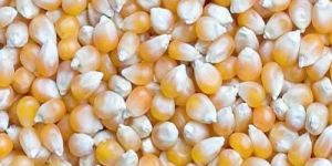 Yellow Maize Seeds