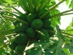 Papaya