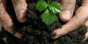 Organic Fertilizer