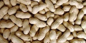Shelled Groundnut
