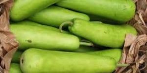 Fresh Bottle Gourd