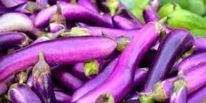 Fresh Brinjal