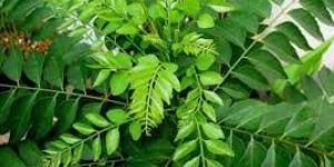 Fresh Curry Leaves
