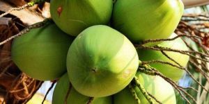 Tender Coconut