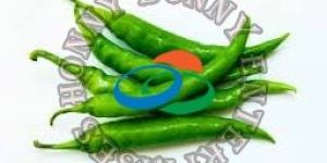 Fresh Green Chilli