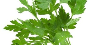 Coriander Leaves