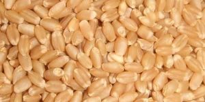 Wheat