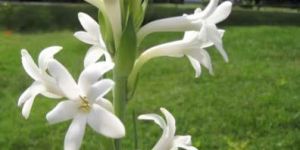 Fresh Tuberose Flowers