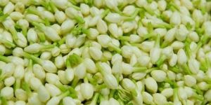 Jasmine Flowers