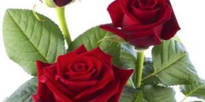 Fresh Red Rose Flower