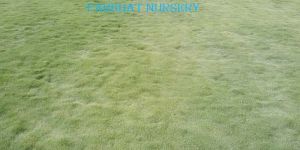 Korean Grass