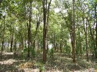 Red Sandalwood Plants