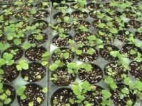 STRAWBERRY TC Plants