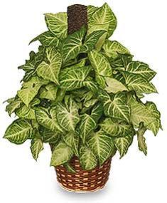 Syngonium Plants