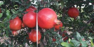 Fresh Pomegranate