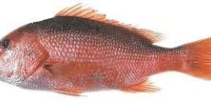 Frozen Red Snapper Fish