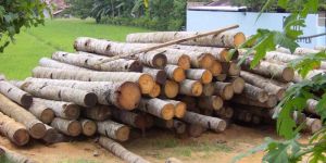 TIMBER SOFTWARE