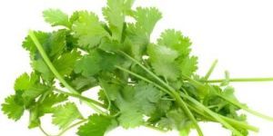Fresh Coriander Leaves