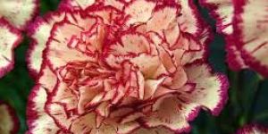 Fresh Carnation Flowers