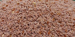 Psyllium Seeds