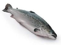 Salmon Fish