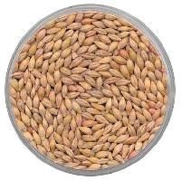 Grain Seeds