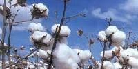 Textile Raw Materials