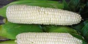 White Corn
